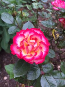The First Rose of Summer